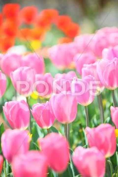 Tulips Stock Photos