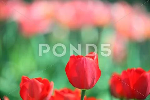 Tulips Stock Photos