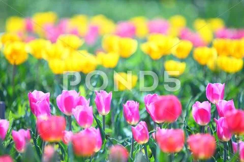 Tulips Stock Photos