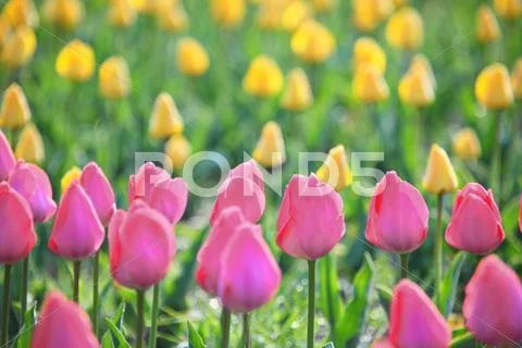 Tulips Stock Photos