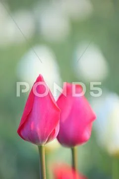 Tulips Stock Photos