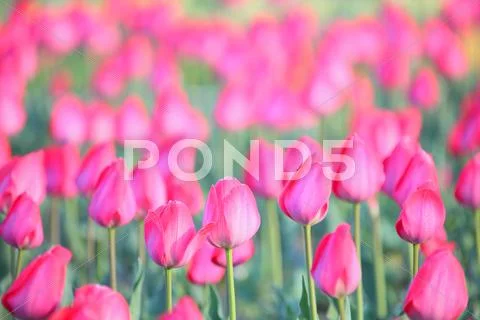 Tulips Stock Photos