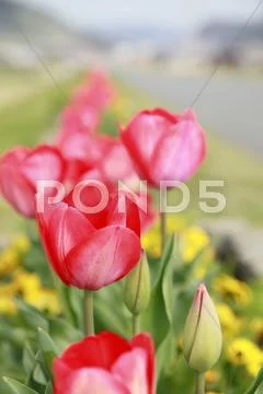 Tulips Stock Photos