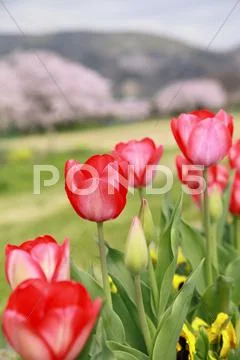Tulips Stock Photos
