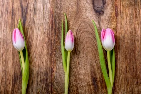 Tulips Stock Photos