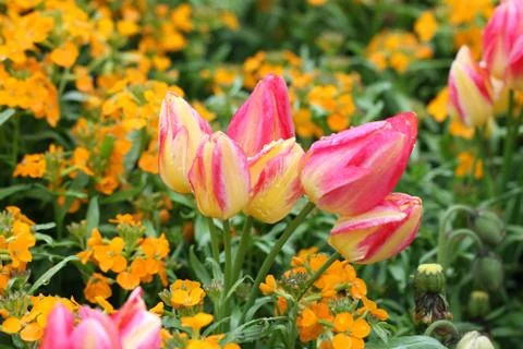 Tulips Stock-Fotos