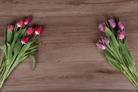 Tulips Stock-Fotos