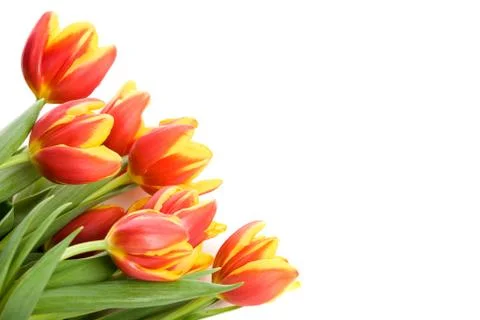 Tulips Stock Photos
