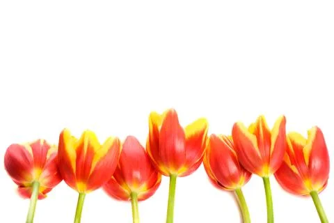 Tulips Stock Photos