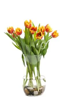 Tulips Stock Photos