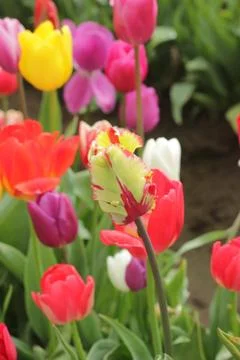 Tulips Stock Photos
