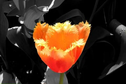Tulips Stock Photos