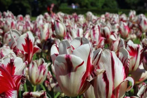 Tulips Stock Photos