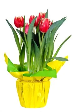 Tulips Stock Photos