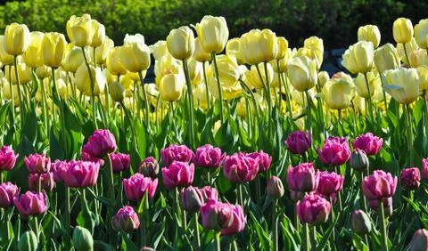 Tulips Stock Photos