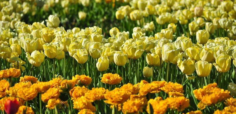 Tulips Stock Photos