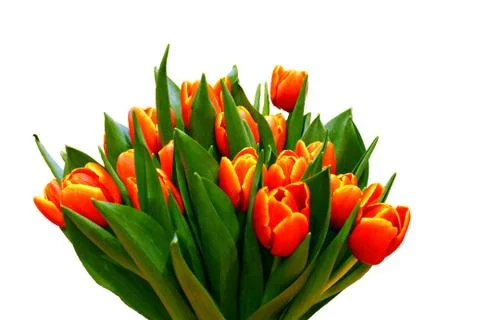 Tulips Stock Photos