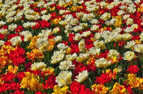 Tulips Stock Photos