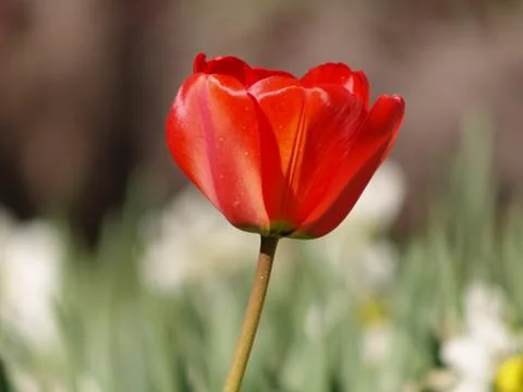 Tulips 스톡 사진