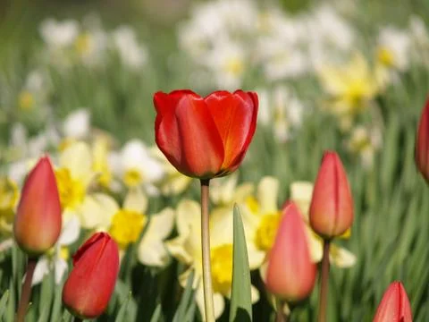 Tulips 스톡 사진