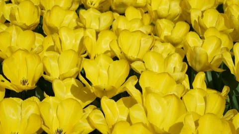 Tulips. 库存照片