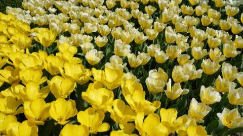 Tulips. Foto stock
