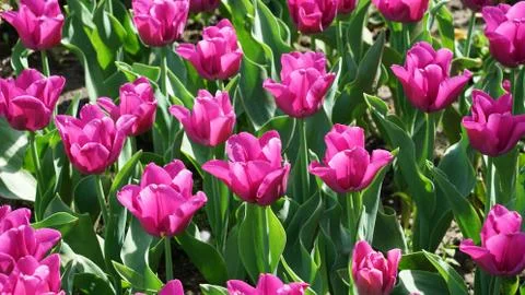 Tulips. Fotos Stock