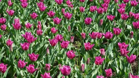 Tulips. Photos