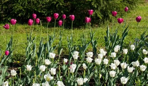 Tulips Stock Photos