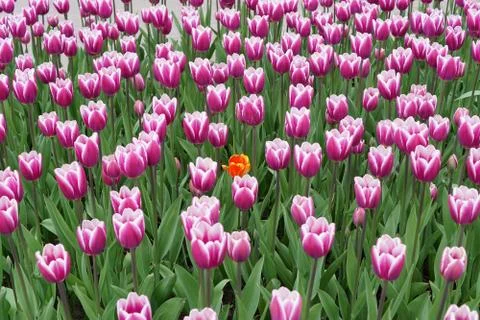 Tulips. Stock Photos