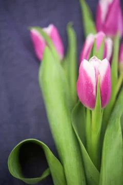 Tulips Stock Photos