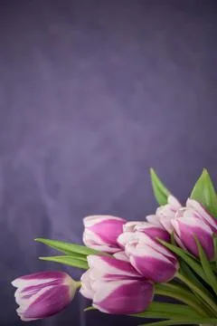 Tulips Stock Photos