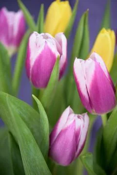 Tulips Stock Photos