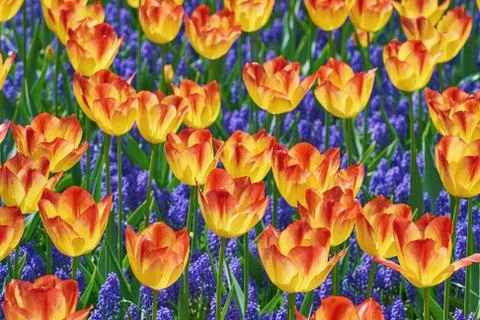 Tulips Stock Photos