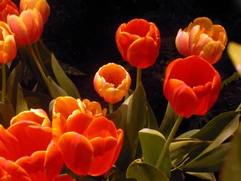 Tulips Foto stock