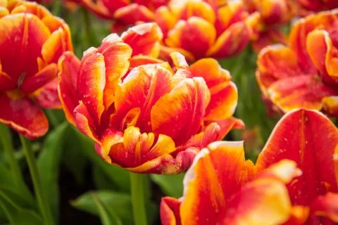 Tulips Stock Photos