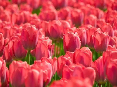 Tulips. Stock Photos