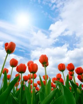 Tulips. Stock Photos