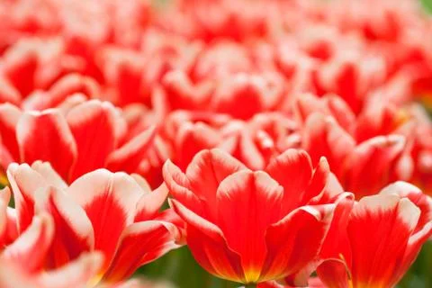Tulips Stock Photos