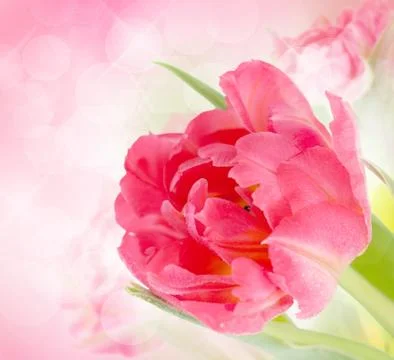 Tulips Stock Photos
