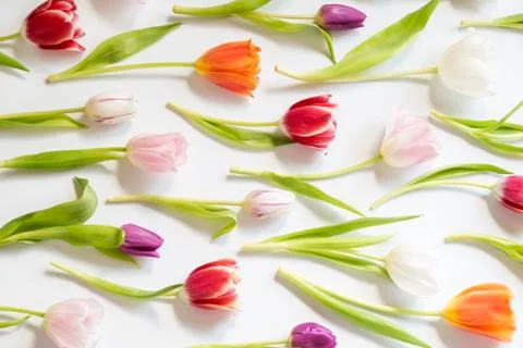 Tulips 스톡 사진