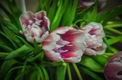 Tulips Stock Photos