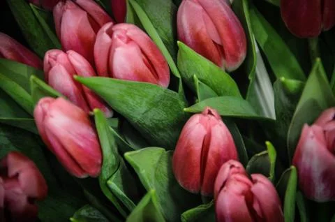 Tulips Stock Photos
