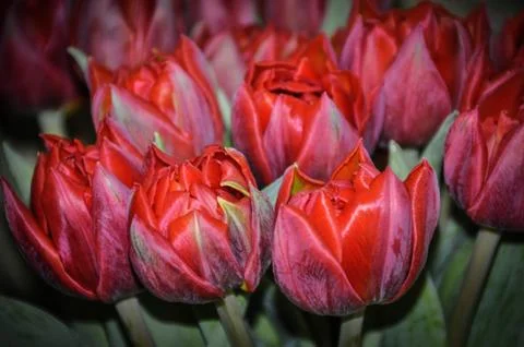 Tulips Stock Photos