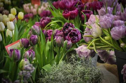 Tulips Stock Photos
