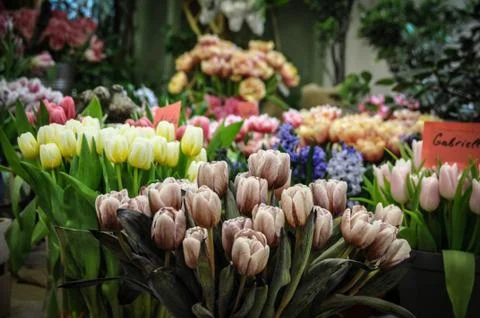 Tulips Stock Photos