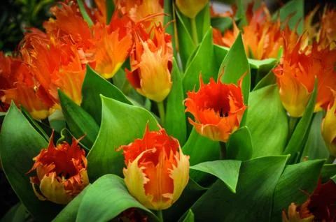 Tulips Stock Photos