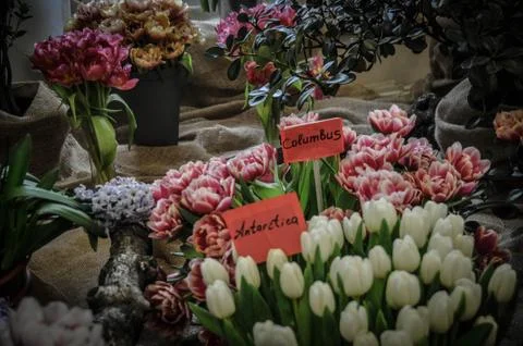 Tulips Stock Photos