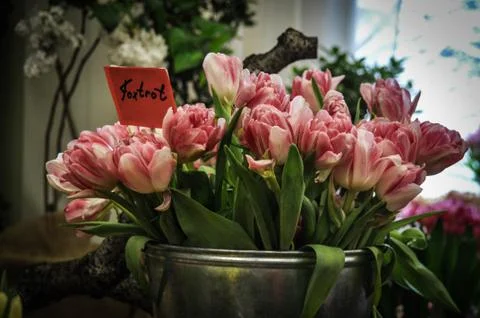 Tulips Stock Photos