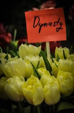 Tulips Stock Photos